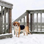 Un Border Beagle sur une surface enneigée 