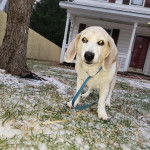 Un Border Beagle sur une moquette et qui est tenu en laisse 