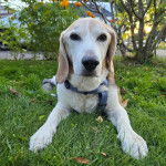 Un Border Beagle allongé sur un terrain herbeux et portant un harnais 