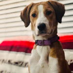 Un Border Beagle regardant vers la caméra et portant un collier autour du cou