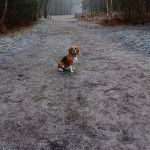 Un Border Beagle sur un terrain herbeux et portant un collier autour du cou
