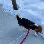Un Border Beagle marchant sur une surface bétonnée et qui est tenu en laisse 