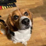 Un Border Beagle assis sur un plancher et regardant vers la caméra