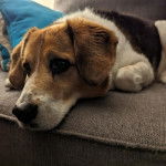 Un Border Beagle allongé sur un canapé et regardant vers la caméra 