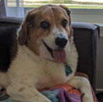 Un Border Beagle allongé sur un canapé et portant un collier autour du cou