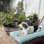 Un Border Beagle allongé sur un transat et semblant détendu 