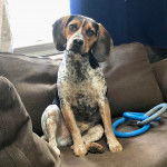 Un Border Beagle assis sur un canapé et regardant vers la caméra 