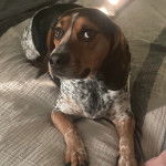 Un Border Beagle allongé sur un lit et semblant détendu