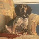 Un Border Beagle assis sur un canapé et portant un collier autour du cou