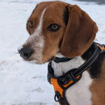 Un Border Beagle sur une surface enneigée et portant un collier autour du cou