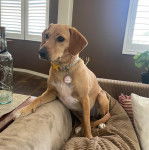 Un Border Beagle assis sur un canapé et portant un collier autour du cou