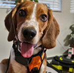 Un Border Beagle ayant la langue pendante et portant un harnais 