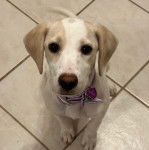 Un Border Beagle assis sur un sol carrelé et portant un collier autour du cou