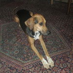 Un Border Beagle allongé sur un tapis et semblant détendu