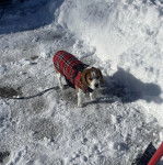Un Border Beagle sur une surface enneigée et qui est tenu en laisse