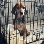Un Border Beagle assis dans une cage et regardant la caméra