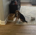 Un Border Beagle assis sur un tapis et regardant vers la caméra 