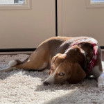 Un Border Beagle allongé sur une moquette et portant un collier autour du cou