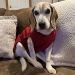 Un Border Beagle assis sur un canapé et portant un habit chien
