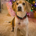 Un Border Beagle assis sur une moquette et portant un collier autour du cou