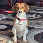 Un Border Beagle assis sur un tapis et portant un collier autour du cou