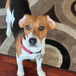 Un Border Beagle sur un tapis et portant un collier autour du cou