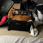 Un Border Beagle allongé dans une valisette et semblant détendu 