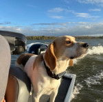 Un Border Beagle sur un bateau et portant un collier autour du cou 