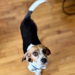 Un Border Beagle sur un plancher et portant un collier autour du cou