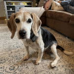 Un Border Beagle assis sur une moquette et regardant vers la caméra 