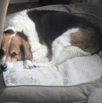 Un Border Beagle allongé dans un panier et semblant détendu 