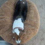Un Border Beagle dans un panier et portant un collier autour du cou