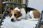 Un Border Beagle assis sur une chaise et portant un collier autour du cou