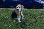 Un Border Beagle assis sur un terrain herbeux et qui est tenu en laisse 