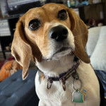 Un Border Beagle assis sur un canapé et portant un collier autour du cou