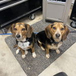 Deux Border Beagle assis sur un tapis et portant tous les deux un collier autour de leurs cous 