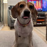 Un Border Beagle assis sur un tapis et portant un collier autour du cou