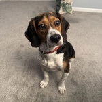 Un Border Beagle assis sur une moquette et portant un collier autour du cou