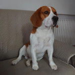 Un Border Beagle assis sur un canapé et semblant détendu 