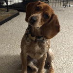 Un Border Beagle assis sur une moquette et portant un collier autour du cou