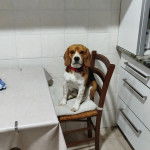 Un Border Beagle assis sur une chaise et portant un collier autour du cou