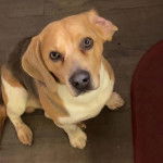 Un Border Beagle assis sur un plancher et regardant vers la caméra 