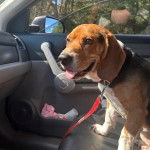 Un Border Beagle assis sur le siège d'une voiture et qui est tenu en laisse