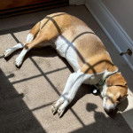 Un Border Beagle allongé sur une moquette et portant un collier autour du cou