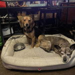 Deux Border Beagle dans un panier et portant un collier autour du cou