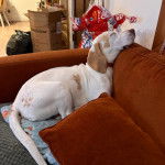 Un Border Beagle allongé sur un canapé et portant un collier autour du cou