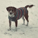 Un Border Beagle sur une surface enneigée et qui est tenu en laisse