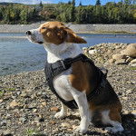 Un Border Beagle assis sur une surface rocailleuse et portant un harnais 