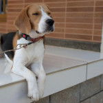 Un Border Beagle allongé sur une surface carrelé et qui est tenu en laisse