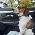Un Border Beagle assis sur le siège d'une voiture et portant un collier autour du cou